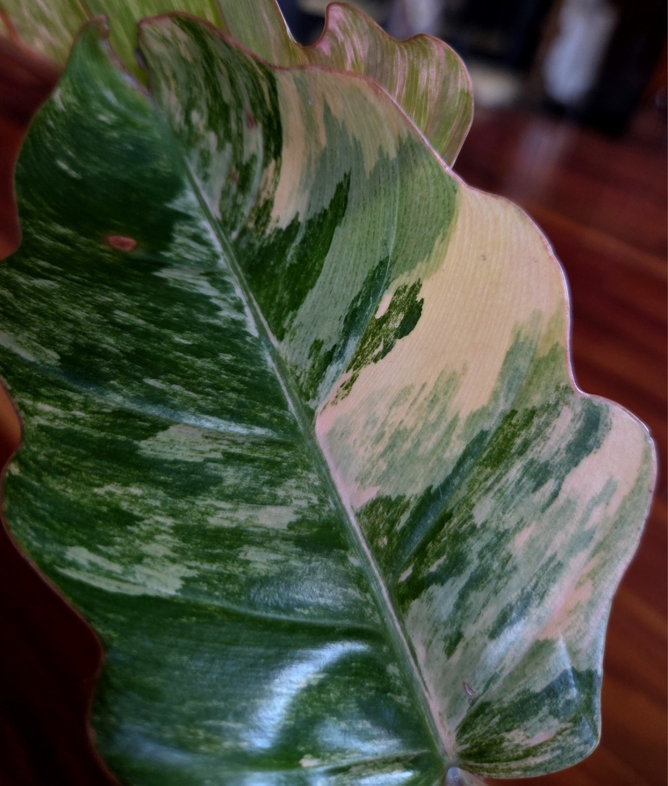 Rare XL Philodendron Pink Flushed Caramel Marble 27″ Wide Not Anthurium Monstera