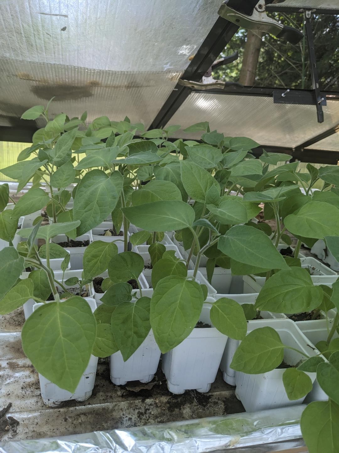 3 Live 6 – 10 inch Seedlings Husk Ground Cherry (Cape Gooseberry) Tart Superfood