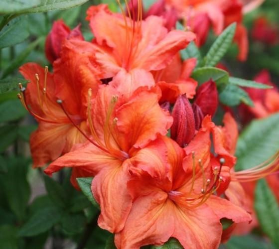 ( 1 ) – Fireball Deciduous Azalea – Starter Plant ( L7 ) ( 1 live plant )