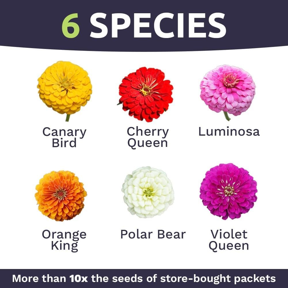 Massive Bulk Zinnia Seeds – California Giants Mix – Perfect for Garden Displays