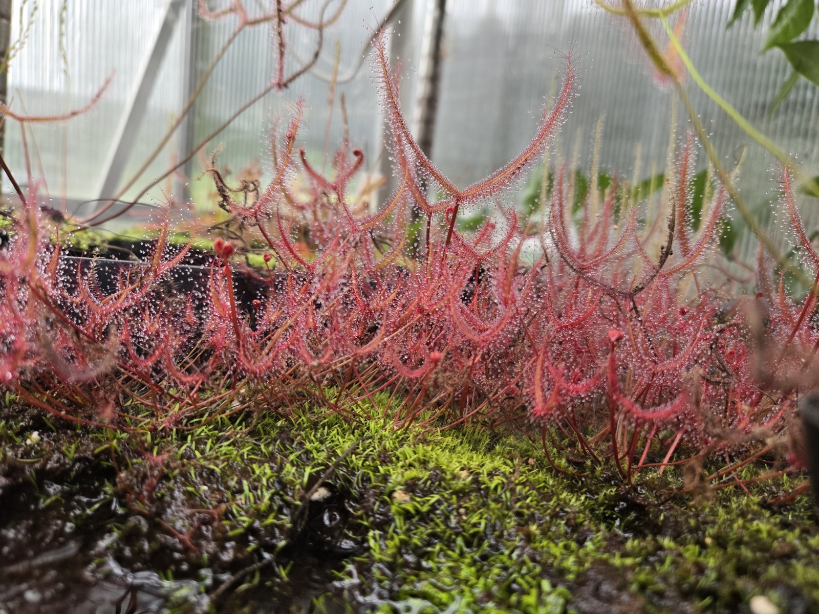 CARNIVOROUS PLANT SEEDS 100+ Seeds
