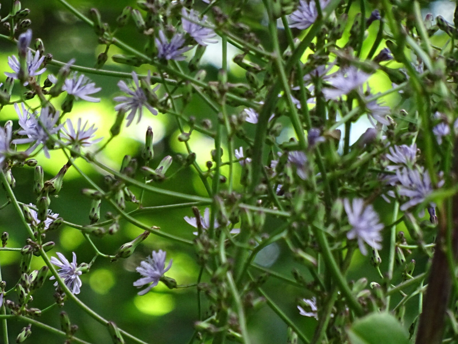Woodland Lettice Lactuca floridana Native Wildflower 50 seeds from 2023 BEES
