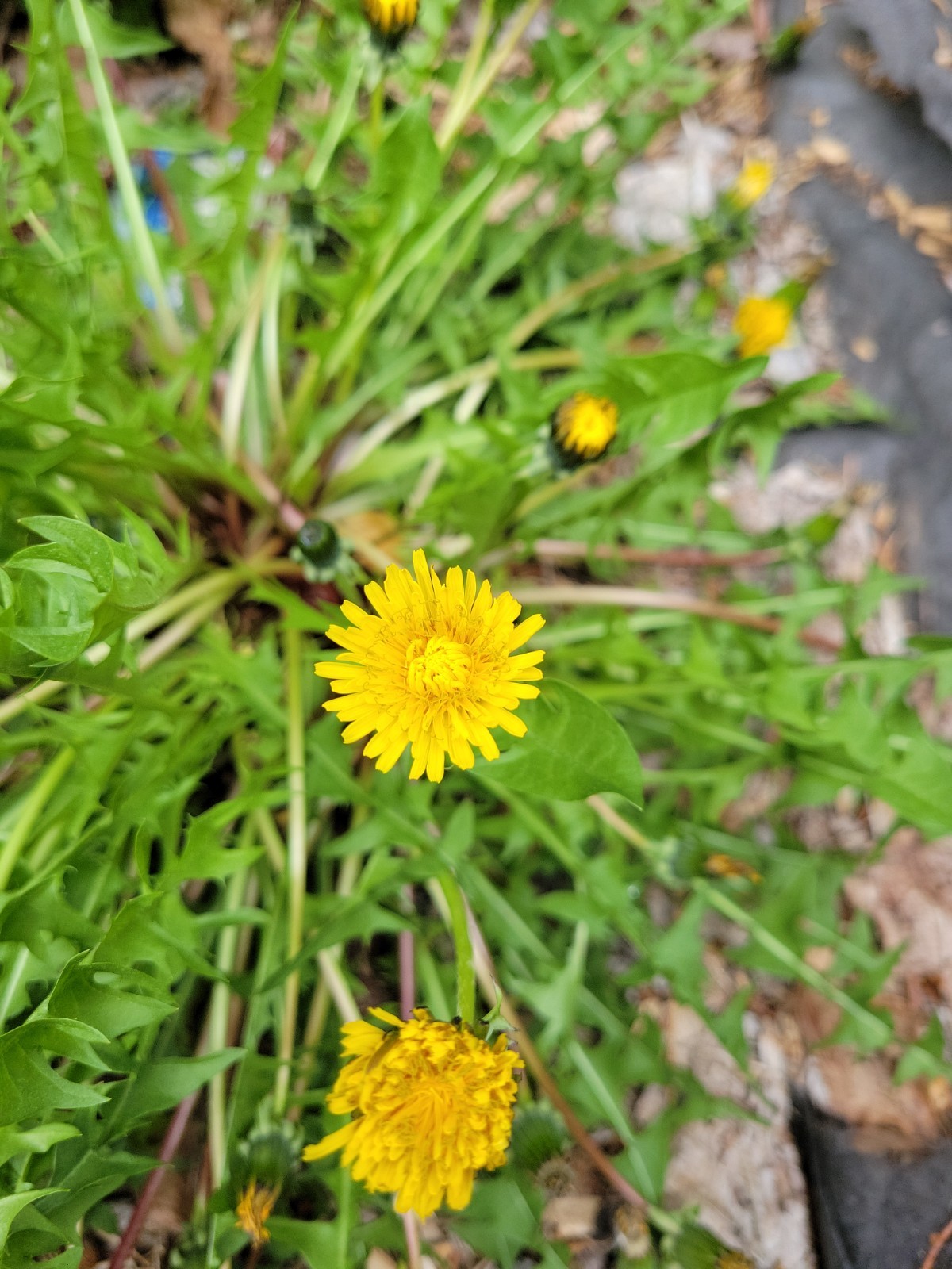10x Dandelion plants/Roots – Live Organic/ wild herbs (Taraxacum officinale)