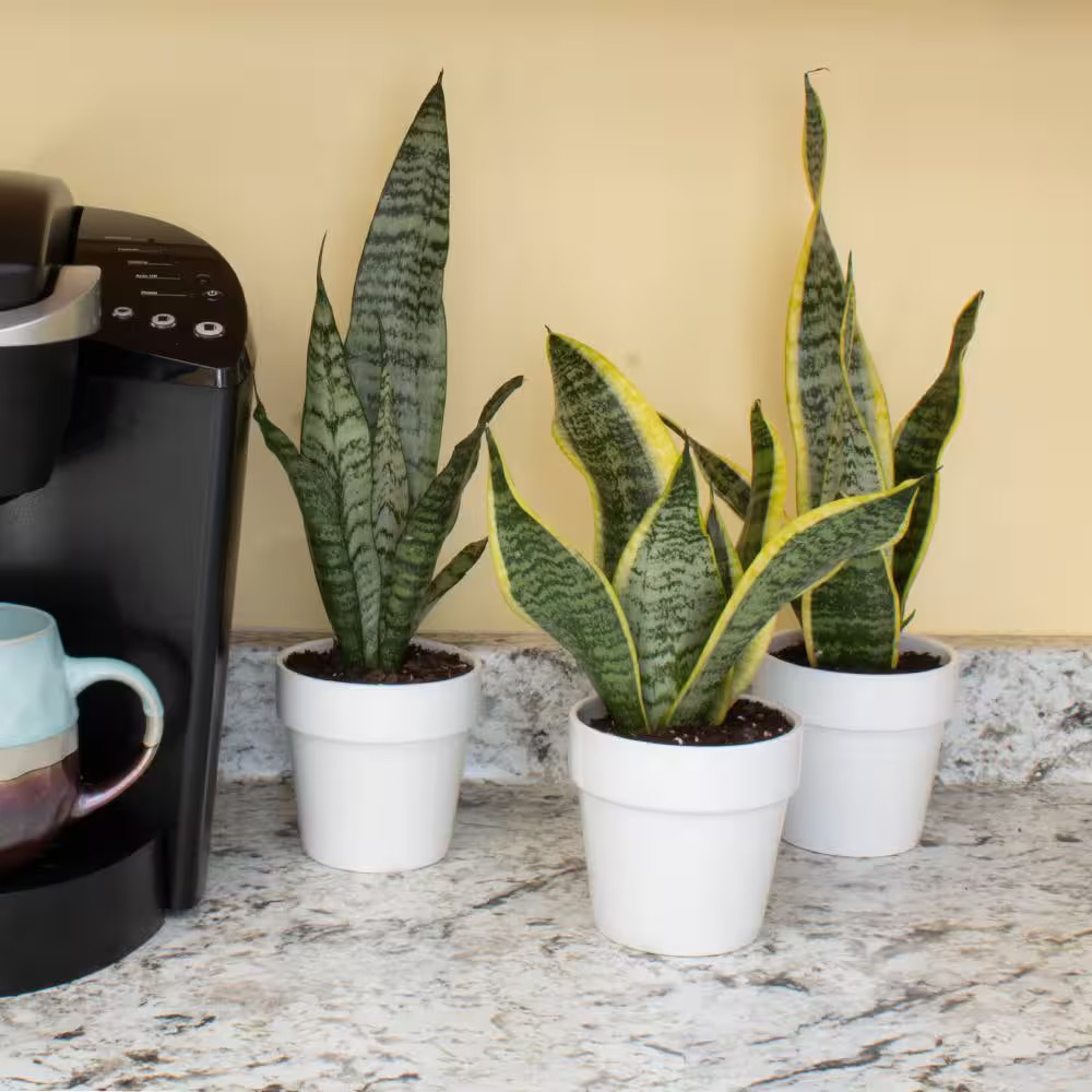 Green and Yellow Variegated Live Snake Plant (Sansevieria Superba) Air Purifying