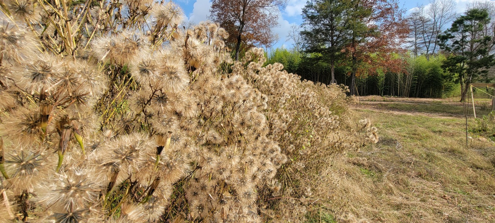 Papalo Quelite-pipicha – Chepiche–Porophyllum linaria–200 Seeds