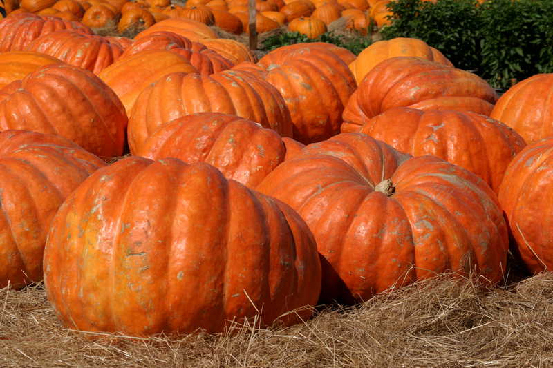 Big Max Pumpkin Seeds, (up to 100 pounds), Cucurbita pepo