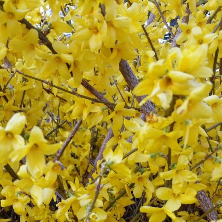 2 Live Lynwood Gold Forsythia Plants – 6–12” Tall – 4” Pot – Flowering Shrub
