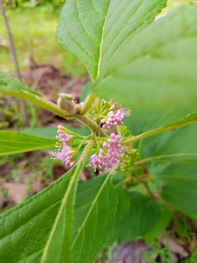 Florida Beautyberry Callicarpa Americana Live Plant!