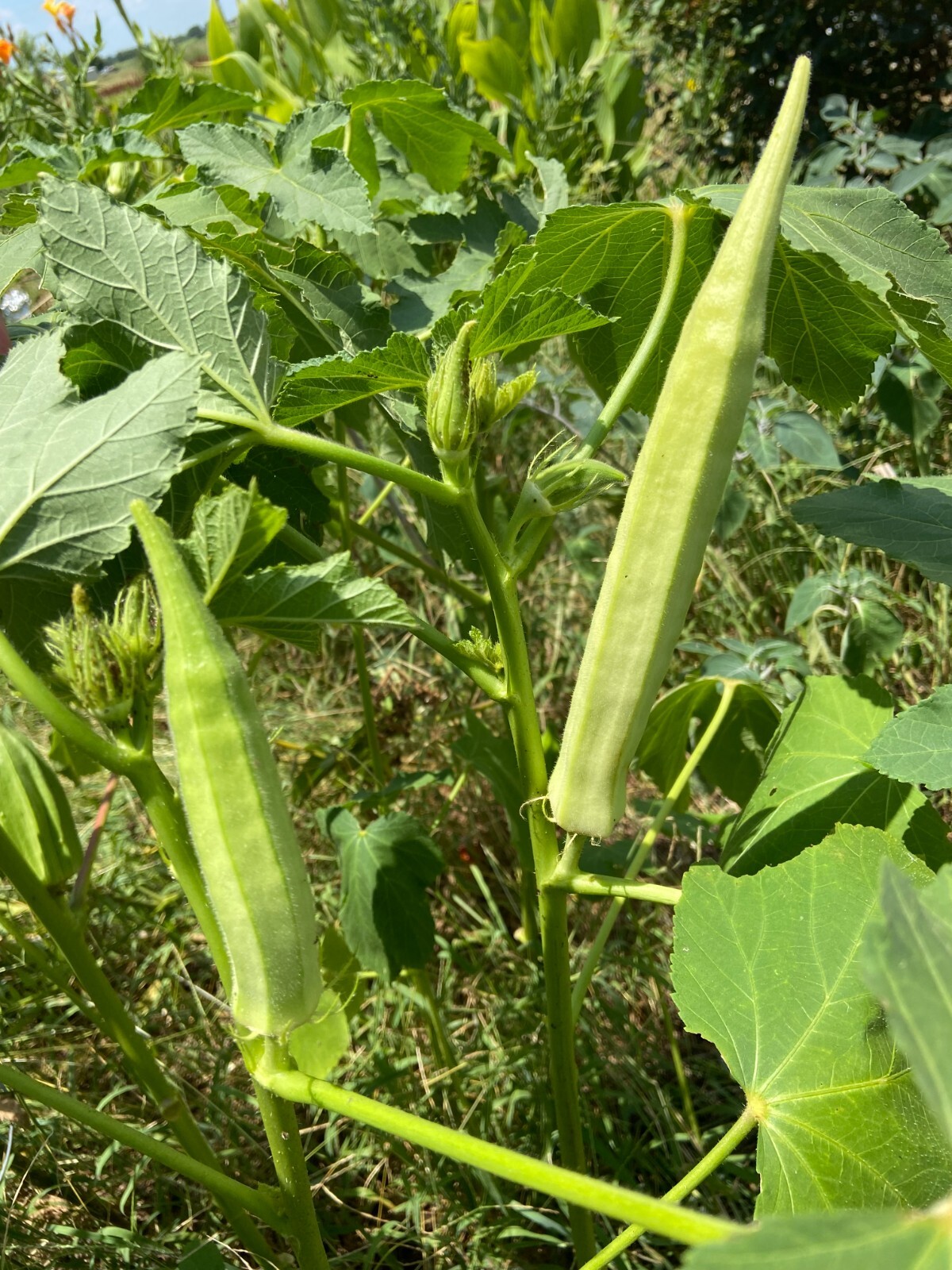 TEXAS LONGHORN OKRA – COW HORN – 25 Fresh Seeds – FREE Shipping