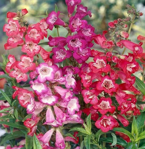 Penstemon SENSATION MIX Perennial Beardtongue Red for Hummingbirds 500+ Seeds!