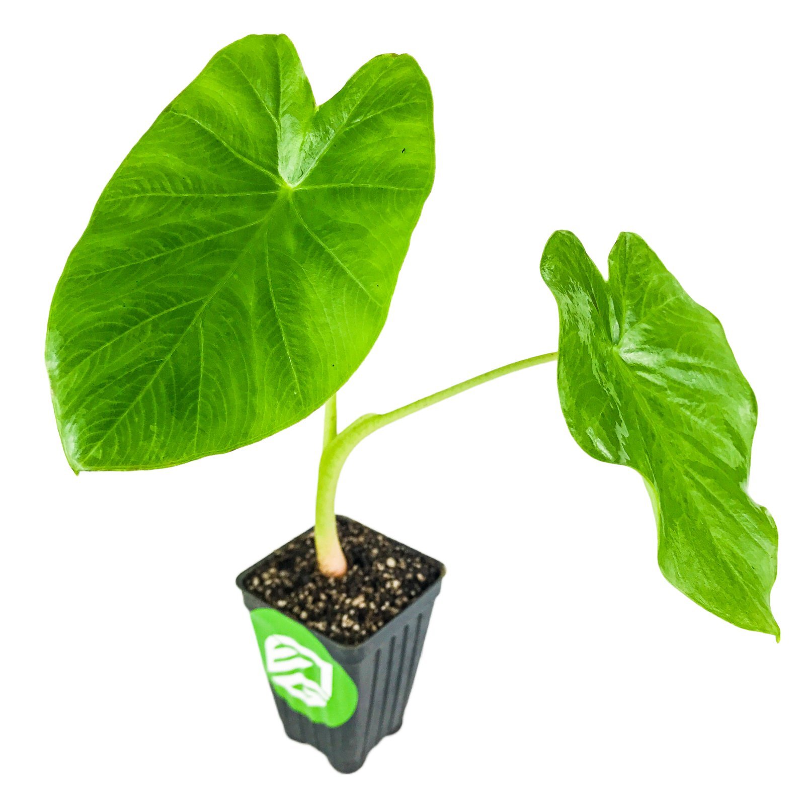 Jack’s Giant Elephant Ear – Colocasia esculenta – Live Plant