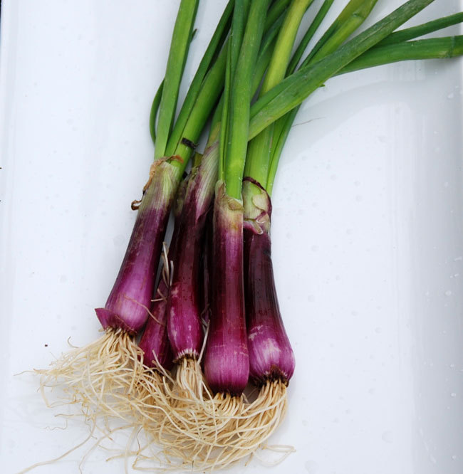 BULK DEEP PURPLE BUNCHING ONION SEEDS * 500 COUNT PKT. * MILD * CRISP * SWEET *