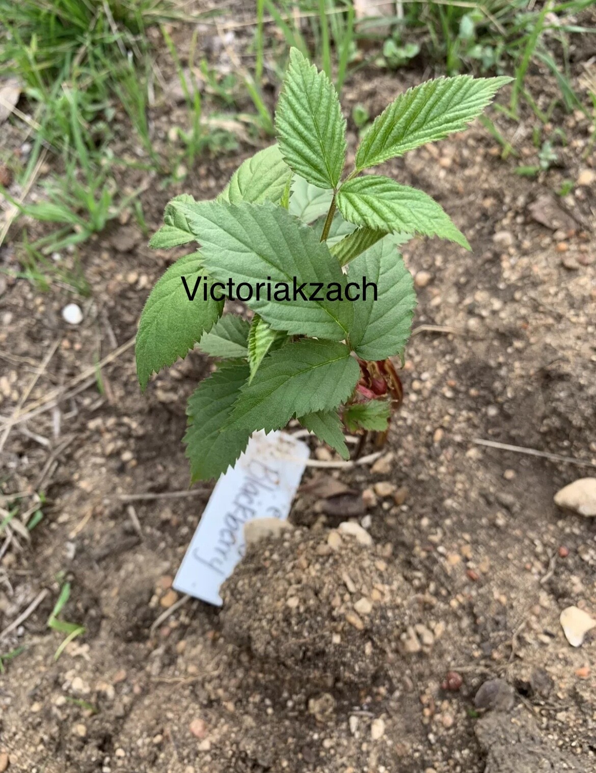 Blackberry Seeds Homegrown Edible Garden Berry Bush Organic Fruit NonGMO TX USA