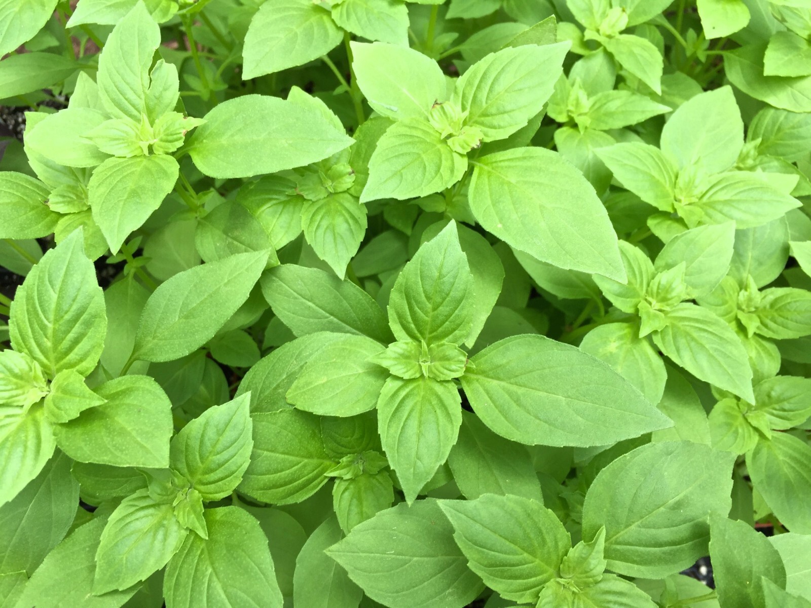 1500+ LEMON BASIL SEEDS – Ocimum Basilicum – HERB – ORGANIC – HEIRLOOM – NON GMO