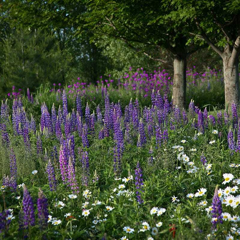 Bulk Pack ALL PERENNIAL WILDFLOWERS Fall or Spring Planting Non-GMO 3000+ Seeds