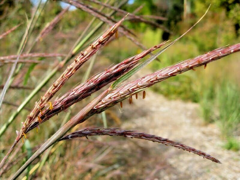 500+BIG BLUESTEM Seeds Native Tall Grass Prairie Ornamental Drought Heat Cold