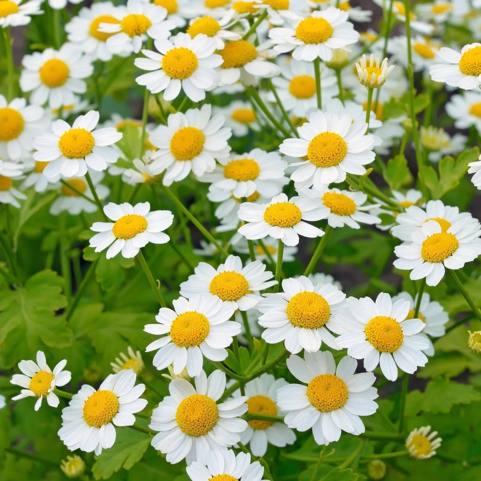 500+ Feverfew Seeds – Medicinal Plant – Herb , Non-GMO, Heirloom USA Seller