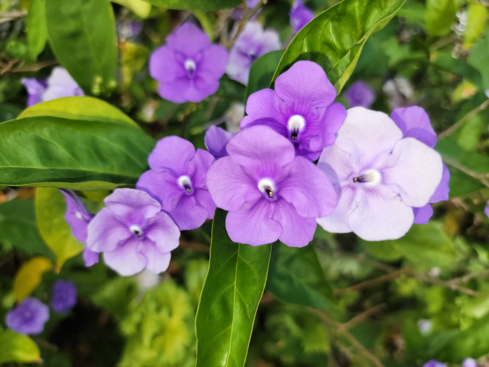 YESTERDAY, TODAY & TOMORROW Semi-Tropical Flowering Shrub, Purple White Lavender