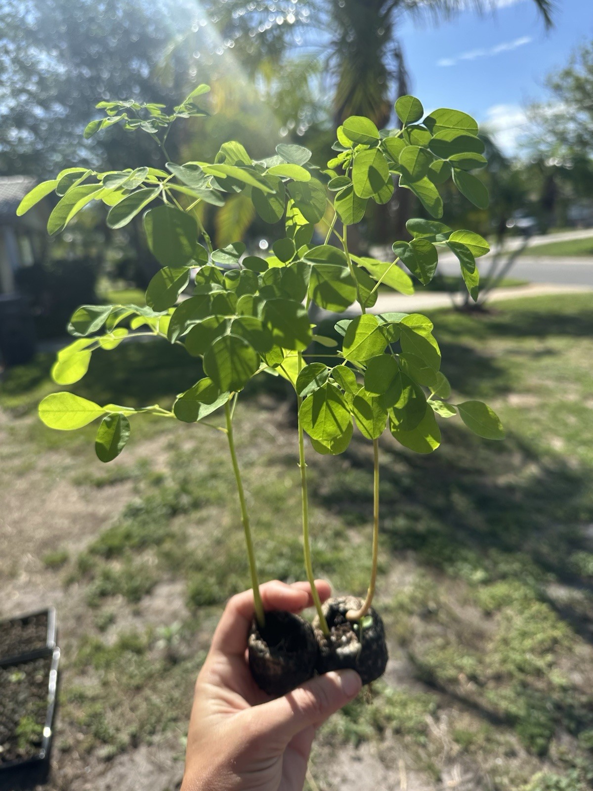 2 Live Moringa Seedlings Fast Growing Outdoor Full Sun Green Plants 2 Pack