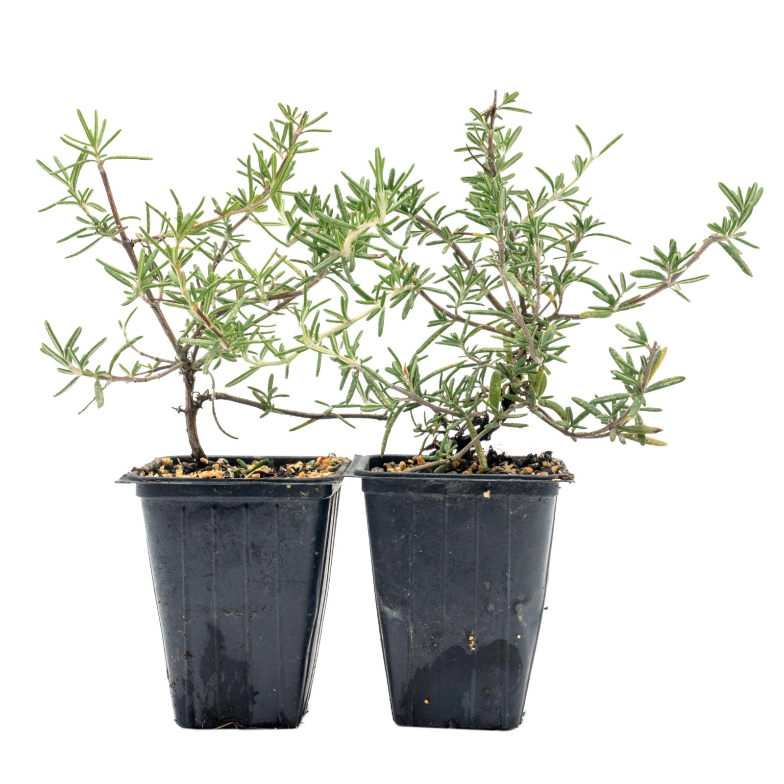 Huntington Carpet Rosemary in 3.5″ Nursery Cubes, Rosmarinus officinalis Plant