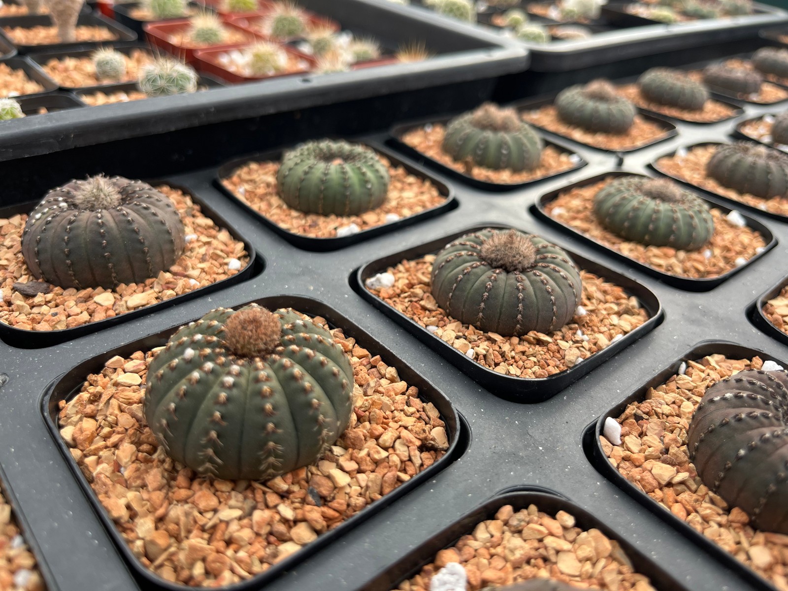 Cactus- Frailea castanea (mature specimens in 2.5″ pot)