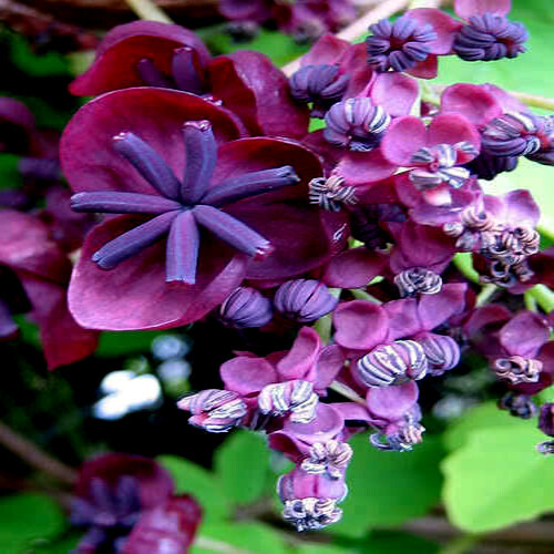 100 – 1,000 CHOCOLATE VINE SEEDS “3-LEAF” (A. trifoliata) Fruit Flower Climber