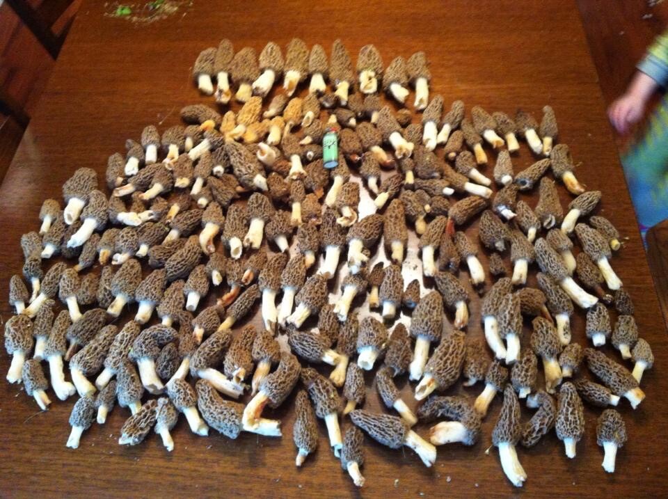 Morel Mushroom Spores in Sawdust Bag Garden Grow Kit Makes 5 gal FREE SHIPPING