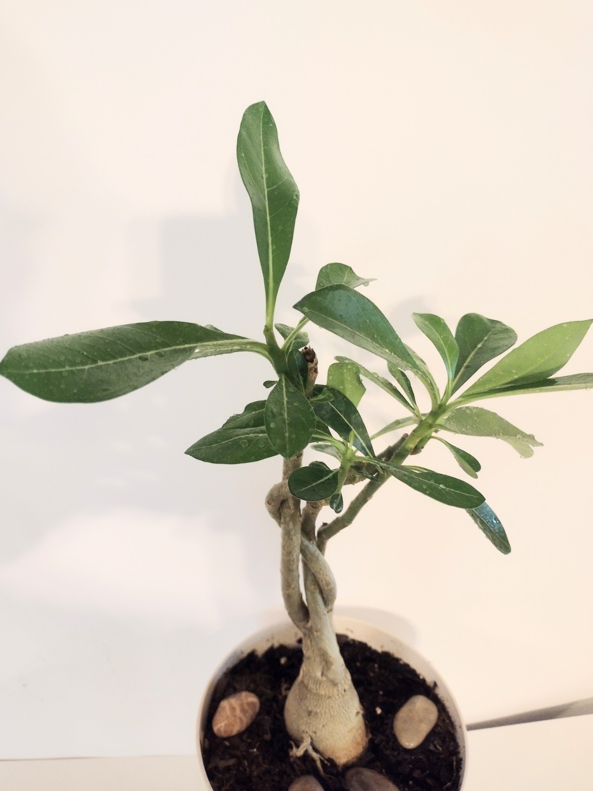 Desert Rose Live Plant, Five Years Old, approx. 11 inches above the soil.