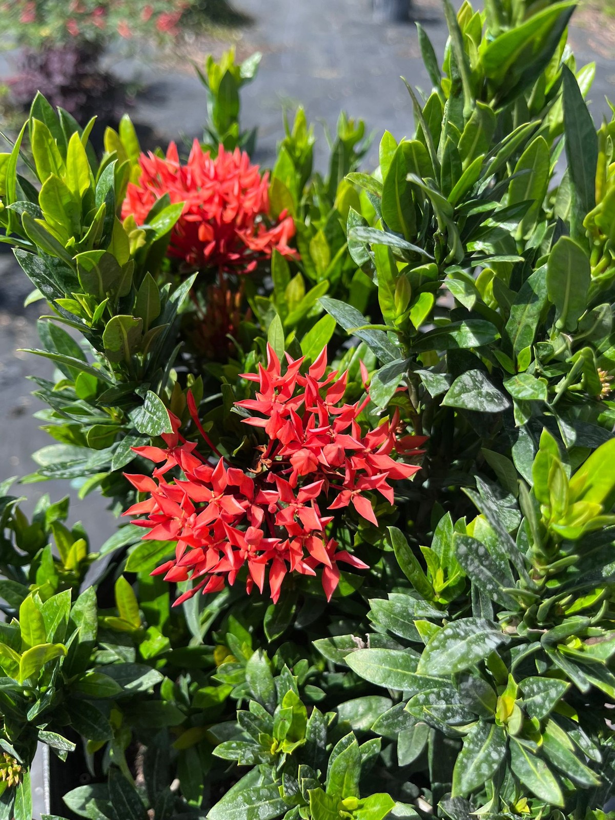 Vibrant Dwarf Ixora Red – Live Large Plant 1 Gal | Ideal for Small Gard