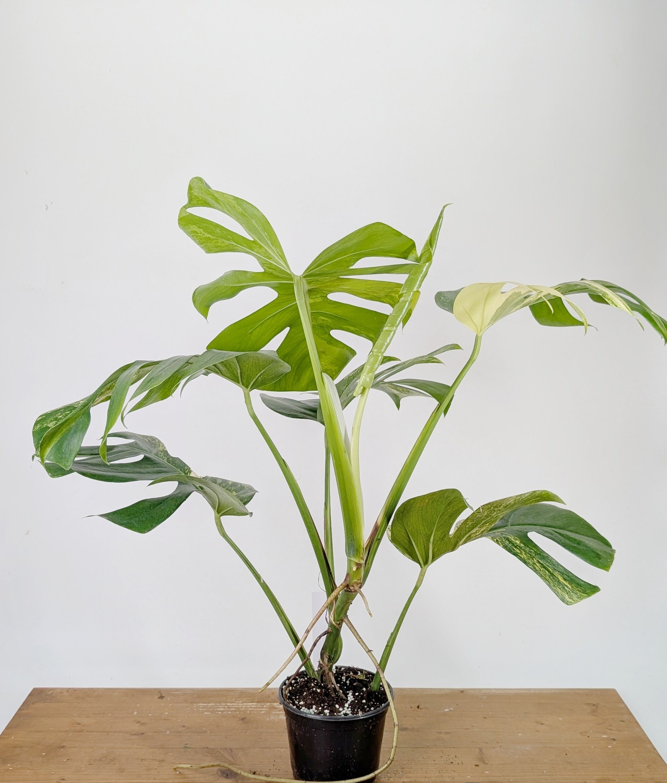Monstera Aurea Tricolor – Approx 2ft Tall – Mature Exact Plant #26B – 6″ Pot