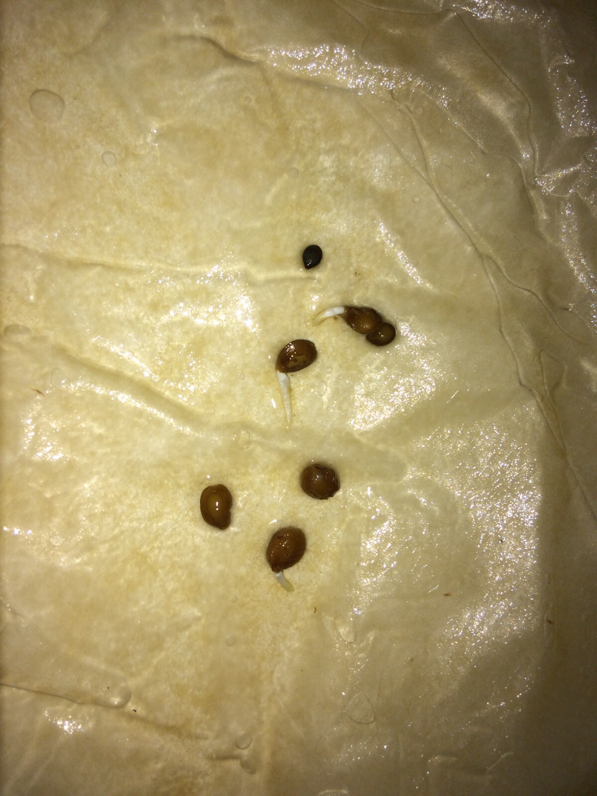 Mimosa Tenuiflora Seeds Pods – 15 Seeds – 2024 Season