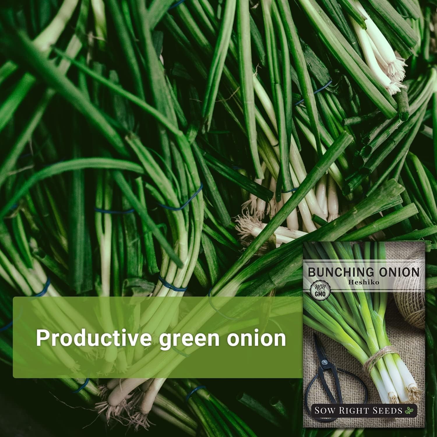 Grow Delicious Heshiko Bunching Green Onions – Mild Flavor & Heirloom Quality
