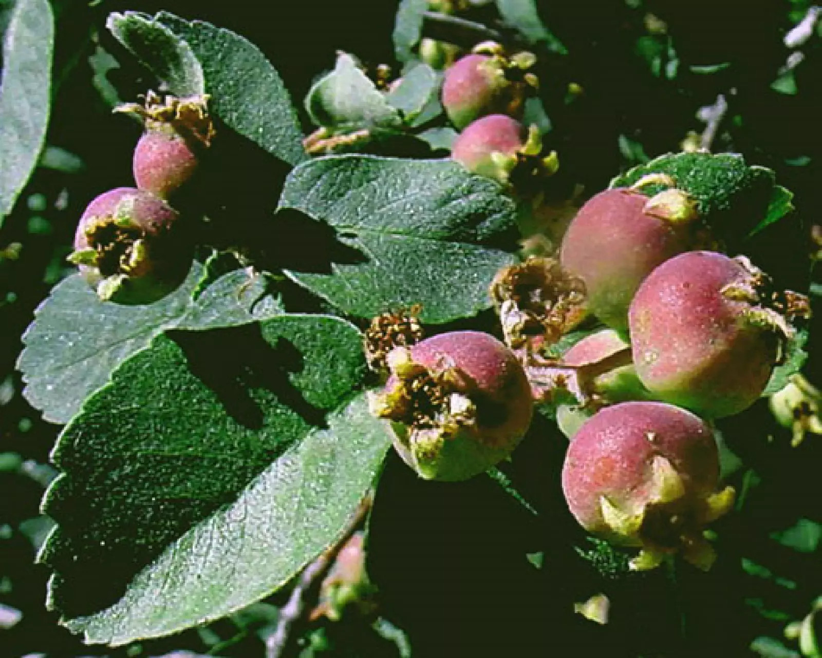 Serviceberry {Amelanchier u.} 20 Organic Pre-Stratified Seeds USA POST