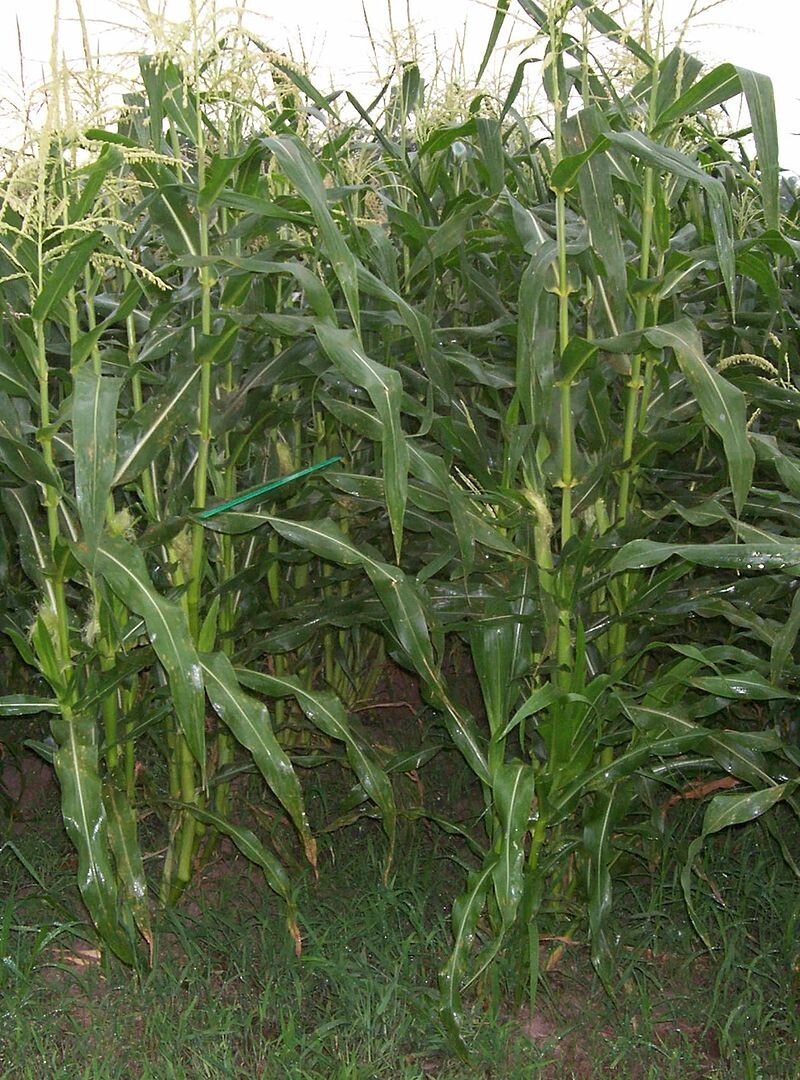 Organic Sweet Corn Seeds Heirloom NON-GMO FRESH stock Nebraska Sweet Corn USA