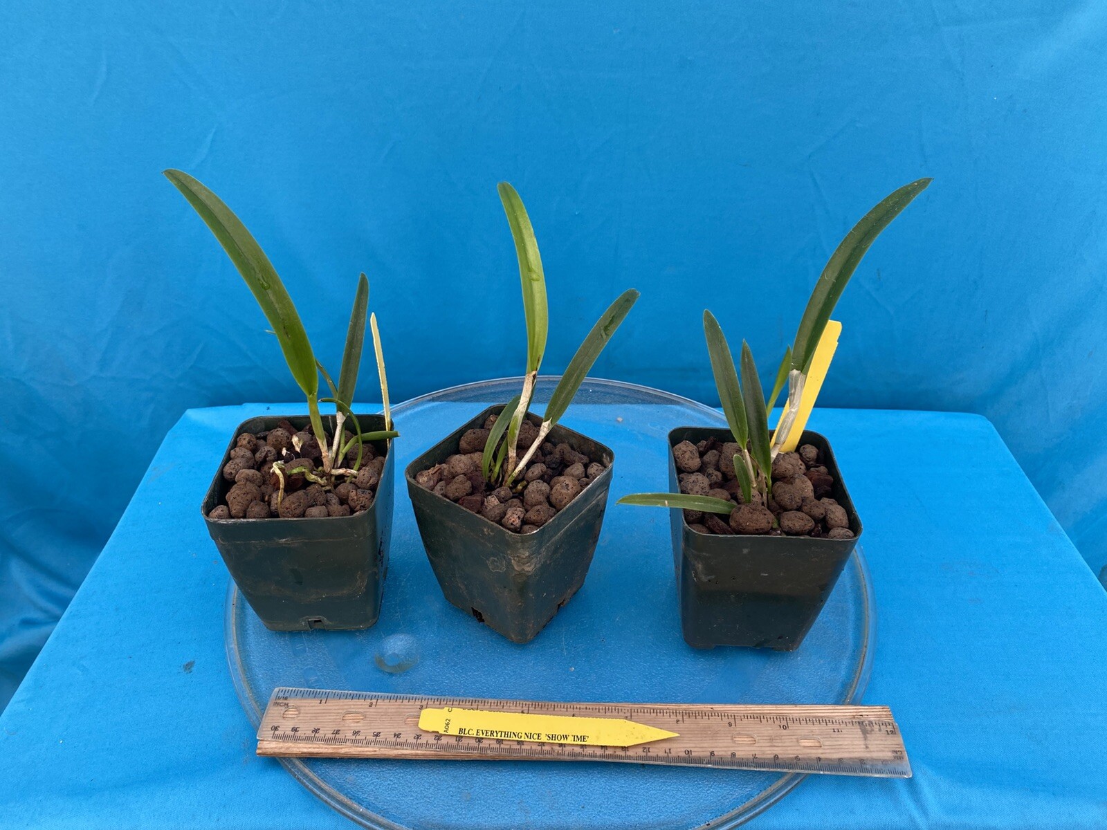 Rlc Everything Nice ‘Showtime’ Green White Fragrant Mericlone Orchid 4” Pot