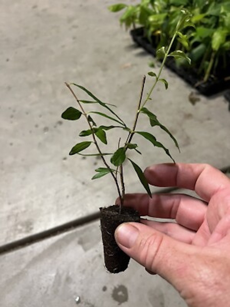 1 Afganski Pomegranate – Punica granatum – Cold Hardy Starter Plug