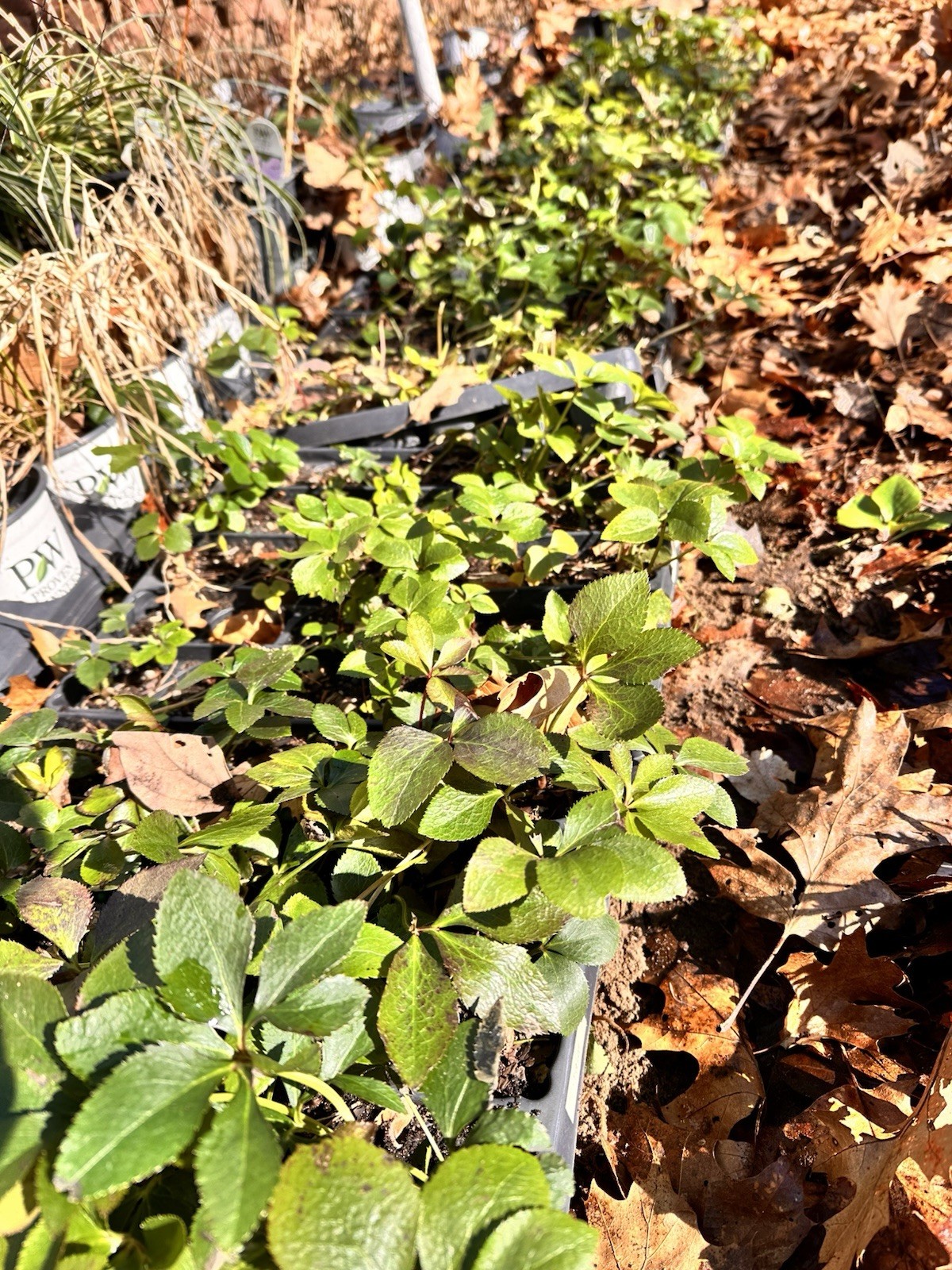 (3) Helleborus True Love Live Plant. Package Deal!