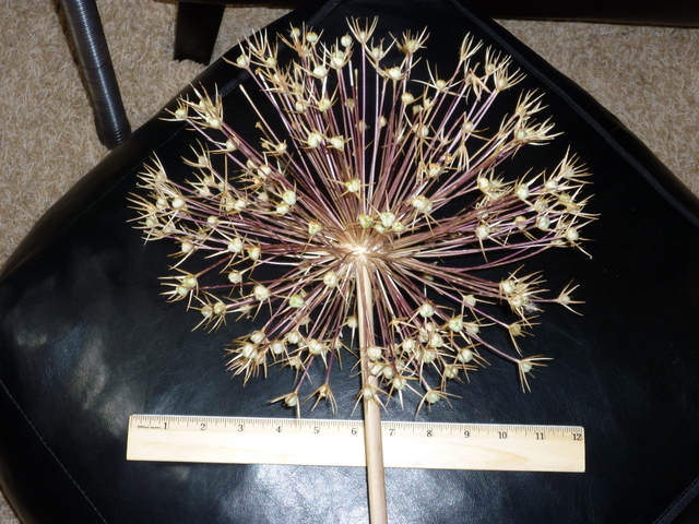 20+ RARE HUGE PURPLE ALLIUM CHRISTOPHII 12″ BASKETBALL FIREWORKS FLOWER SEEDS