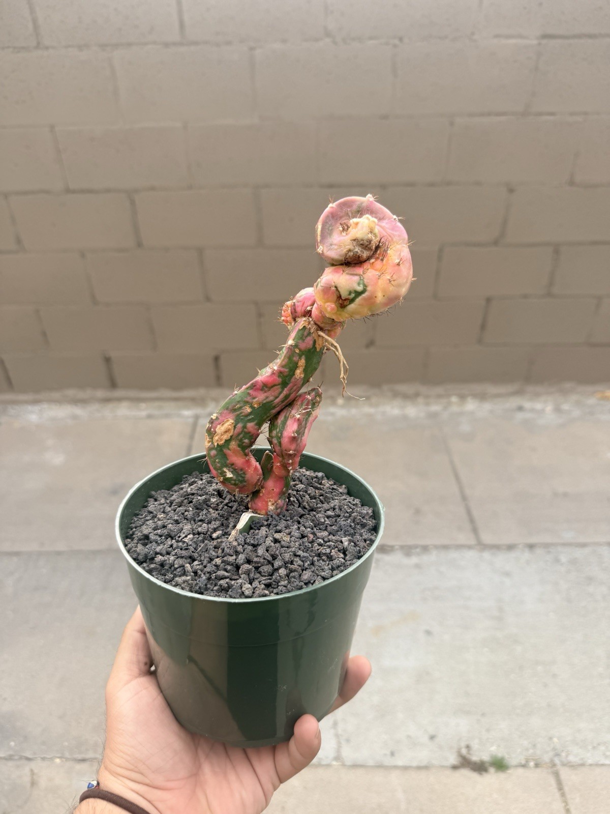 Myrtillocalycium Chimera ‘Polyp’ -Hidden Graft-