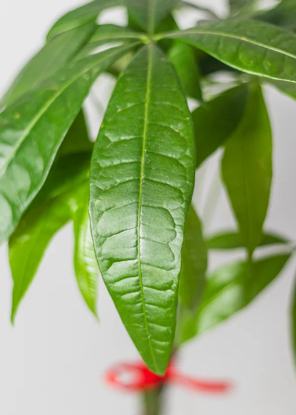 Live Pachira Aquatica Money Tree Plant Indoor Houseplant Good Luck Bonsai 4″ Pot