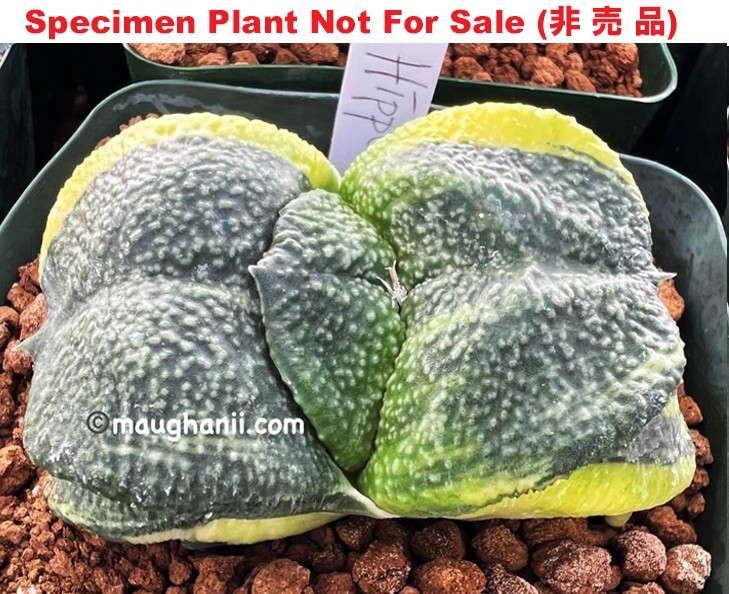G-33 Gasteria armstrongii cv ‘Hippo’ variegate, 20 fresh seeds 2024
