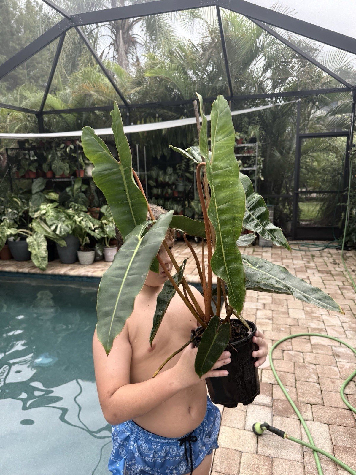 Philodendron Billietiae XL Mother Plant Free Shipping