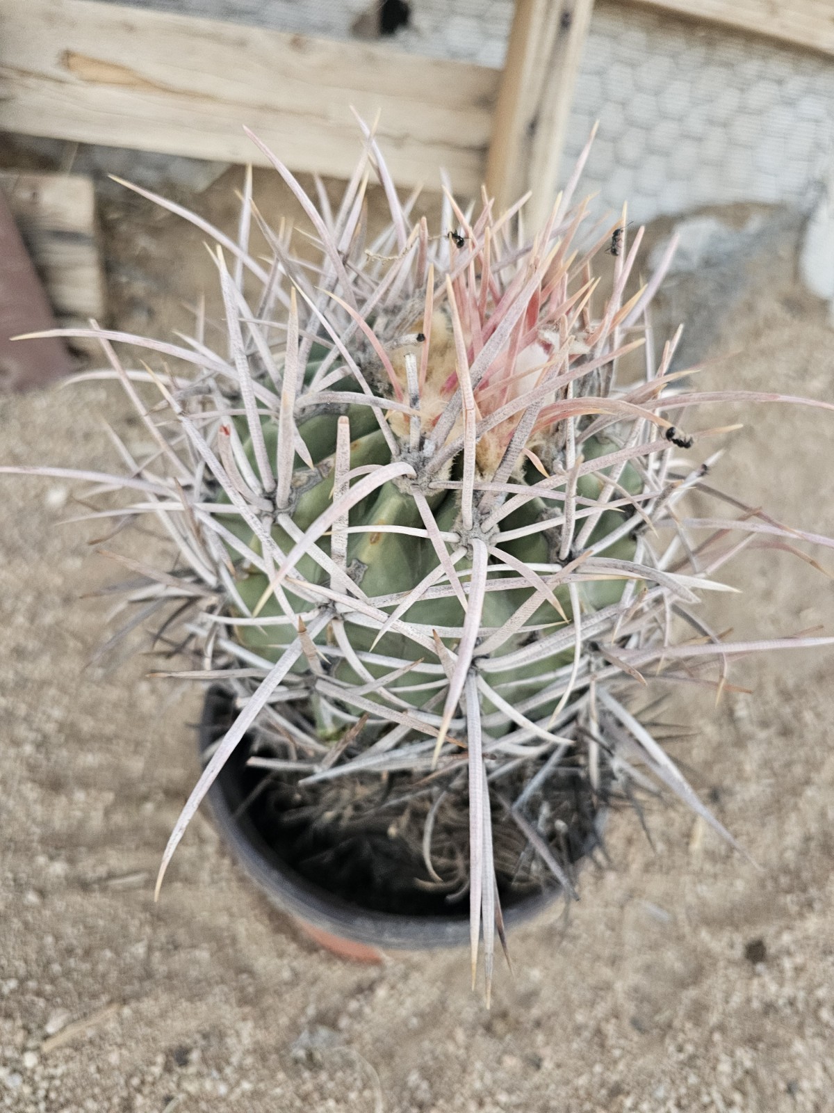 E. Polycephalus, 8″ Tall, 5.5″ Wide