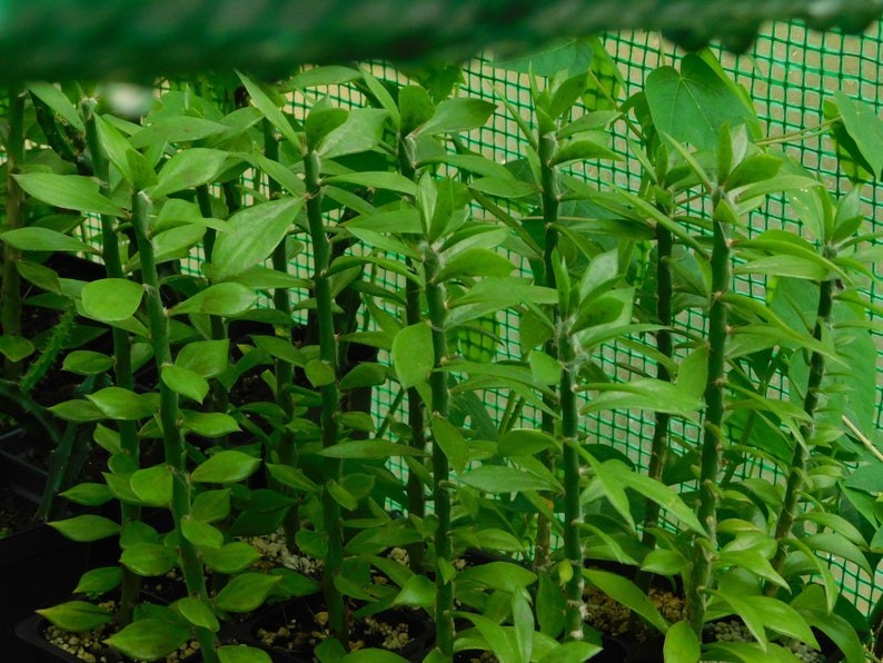 5x 6 inches Pereskiopsis Spathulata Grafting Stock Cactus 5 CUTTINGS