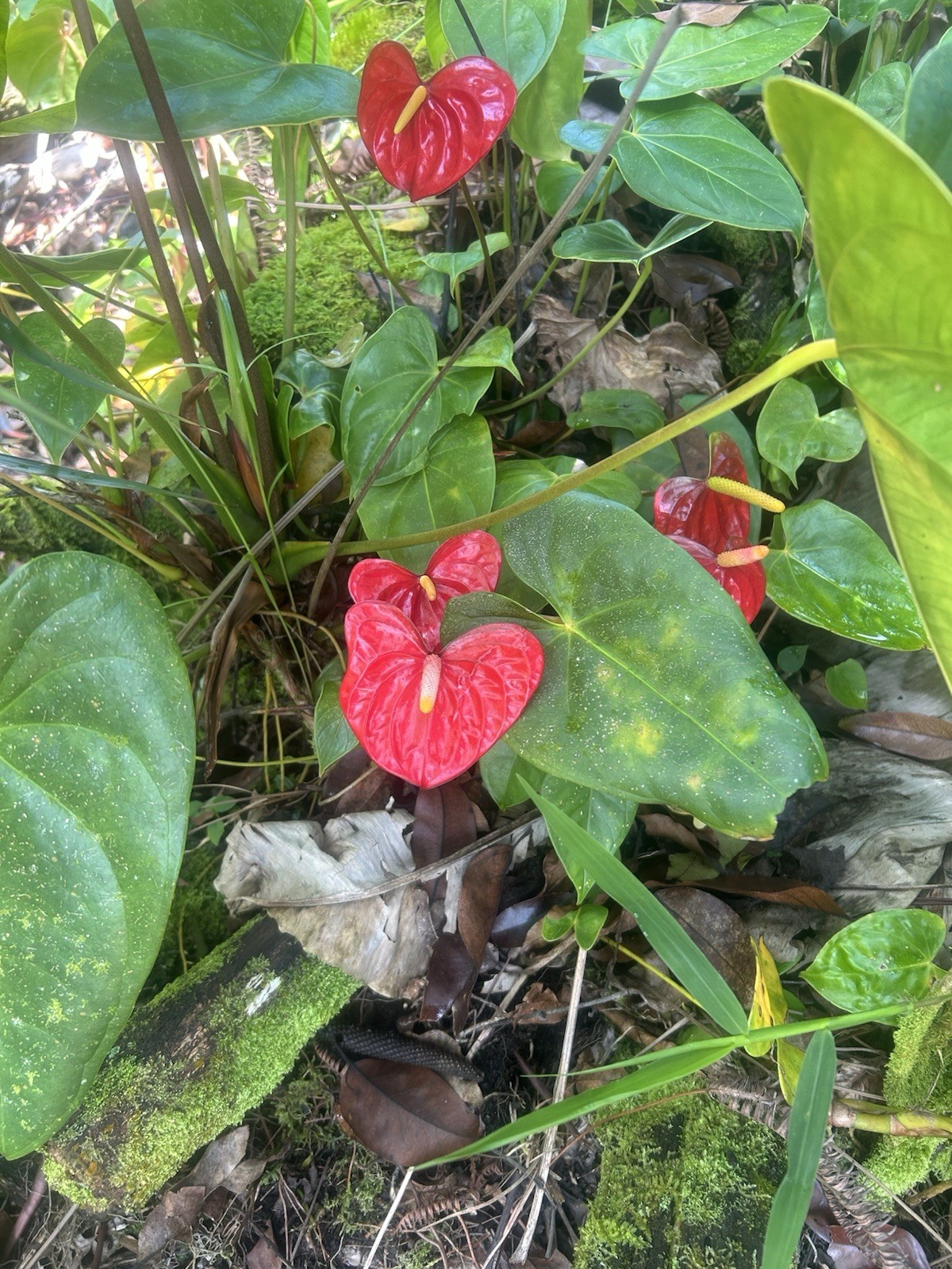 Anthurium Bright Red Tropical Potted Seedling Green Broadleaf Indoor Medium Sun