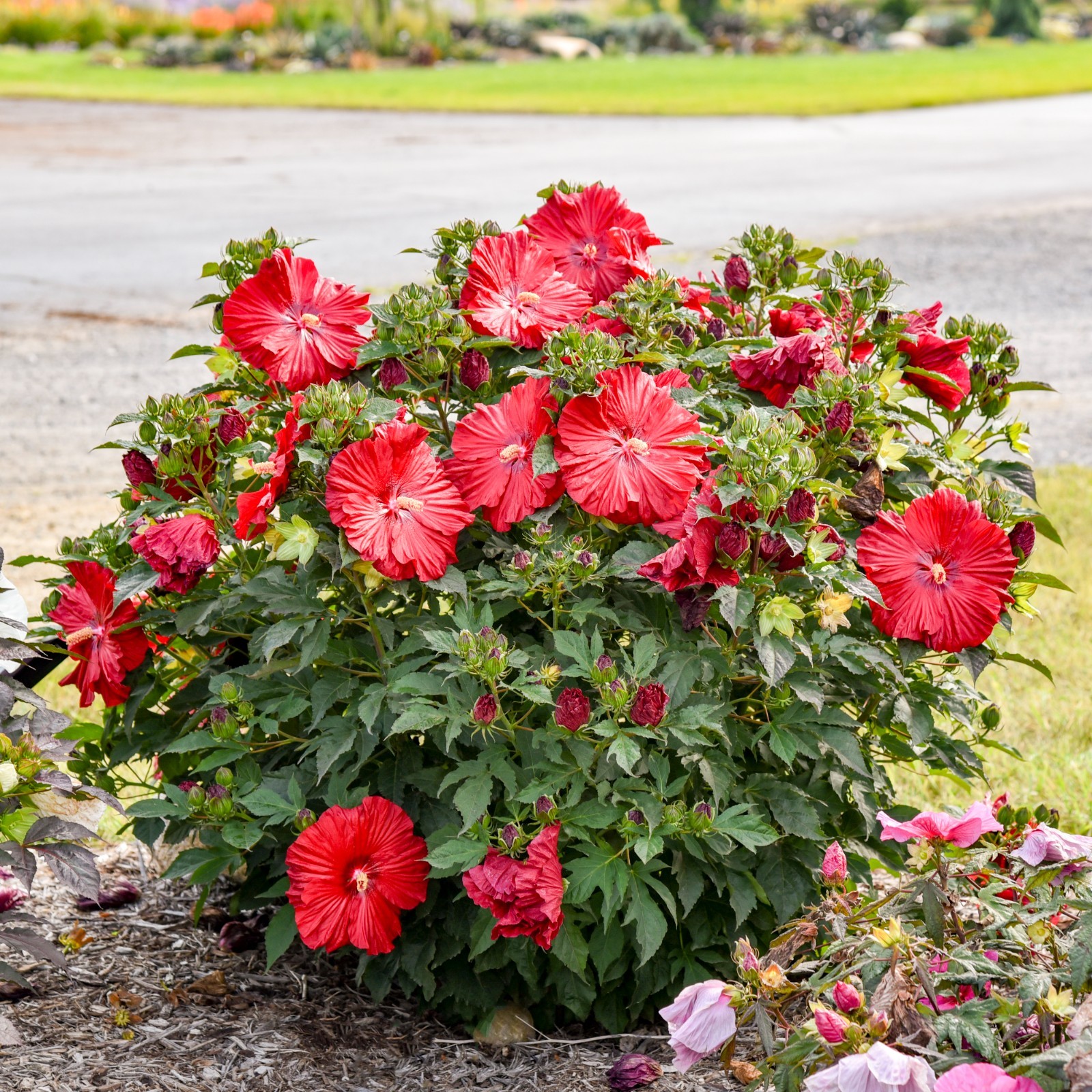 bush hibiscus GARNET GLOBES new flower hardy 2.5″ pot = 1 Live Potted Plant