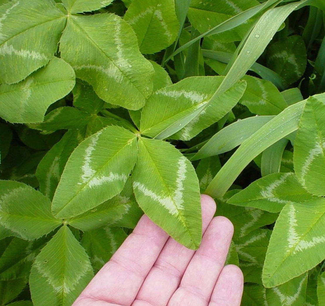 Seed Ranch Arrowleaf Clover – 5 Lbs.