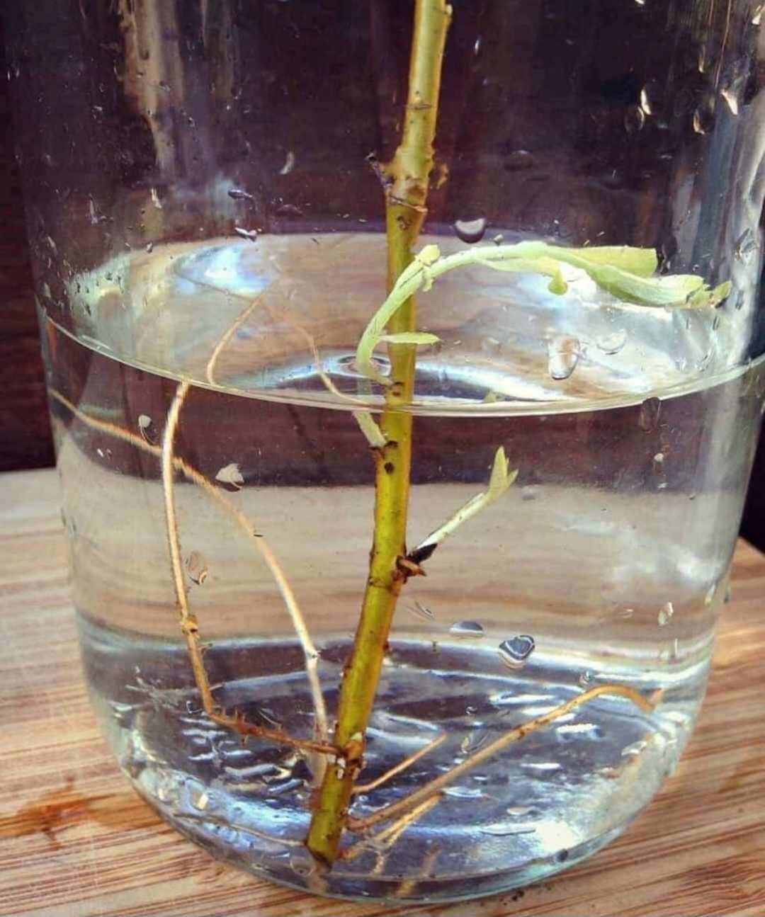 BEST DEAL ON EBAY! 400 Large Austree Willow Cuttings 10″ THICK STOCK