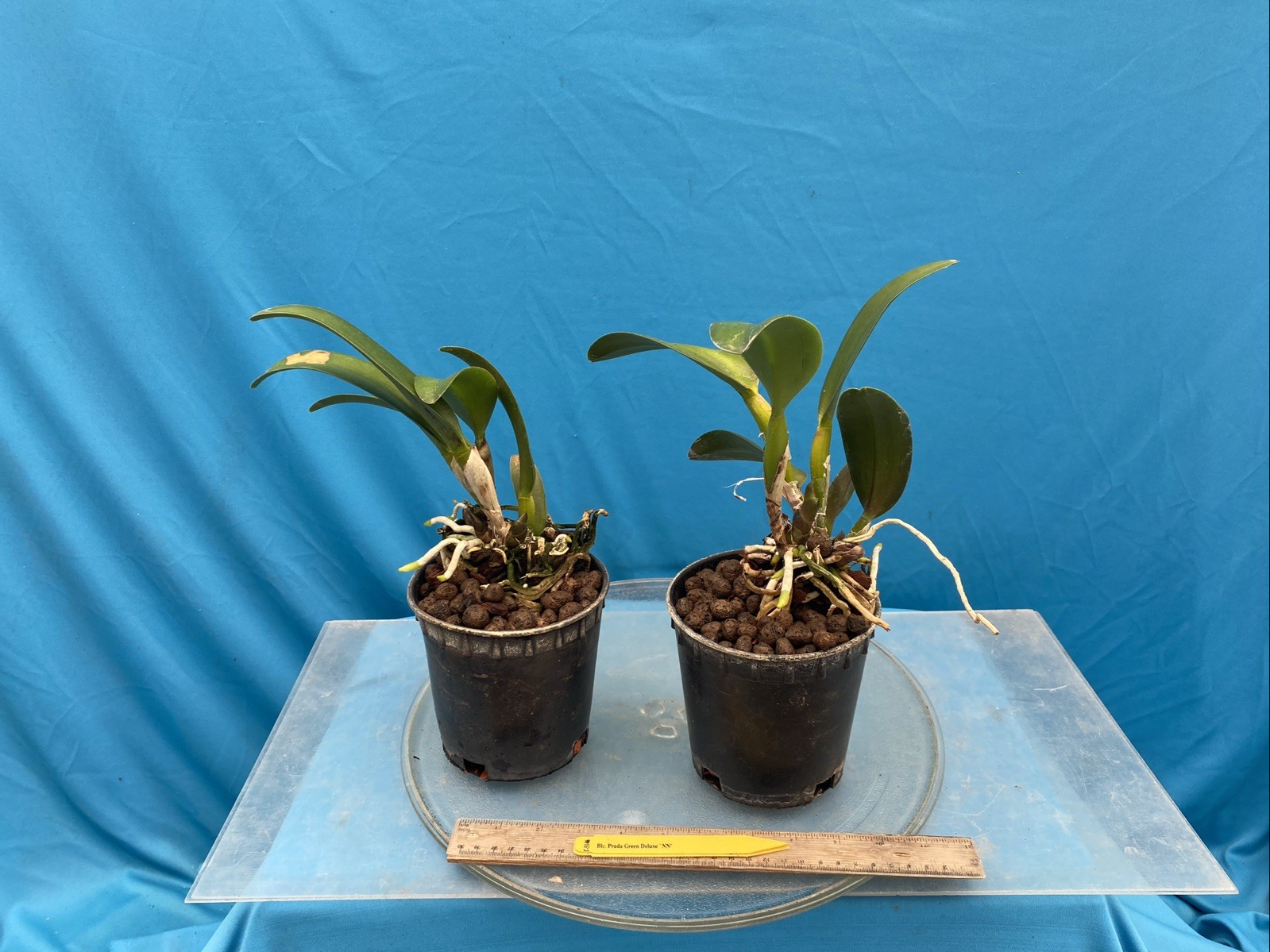 Rlc Prada Green Deluxe ‘NN’ Green Yellow Mericlone Orchid 5.5” Fresh RePot