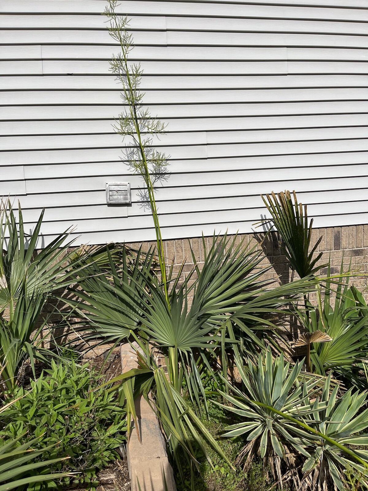 Sabal Minor Mccurtain 1/2 Gallon!!!